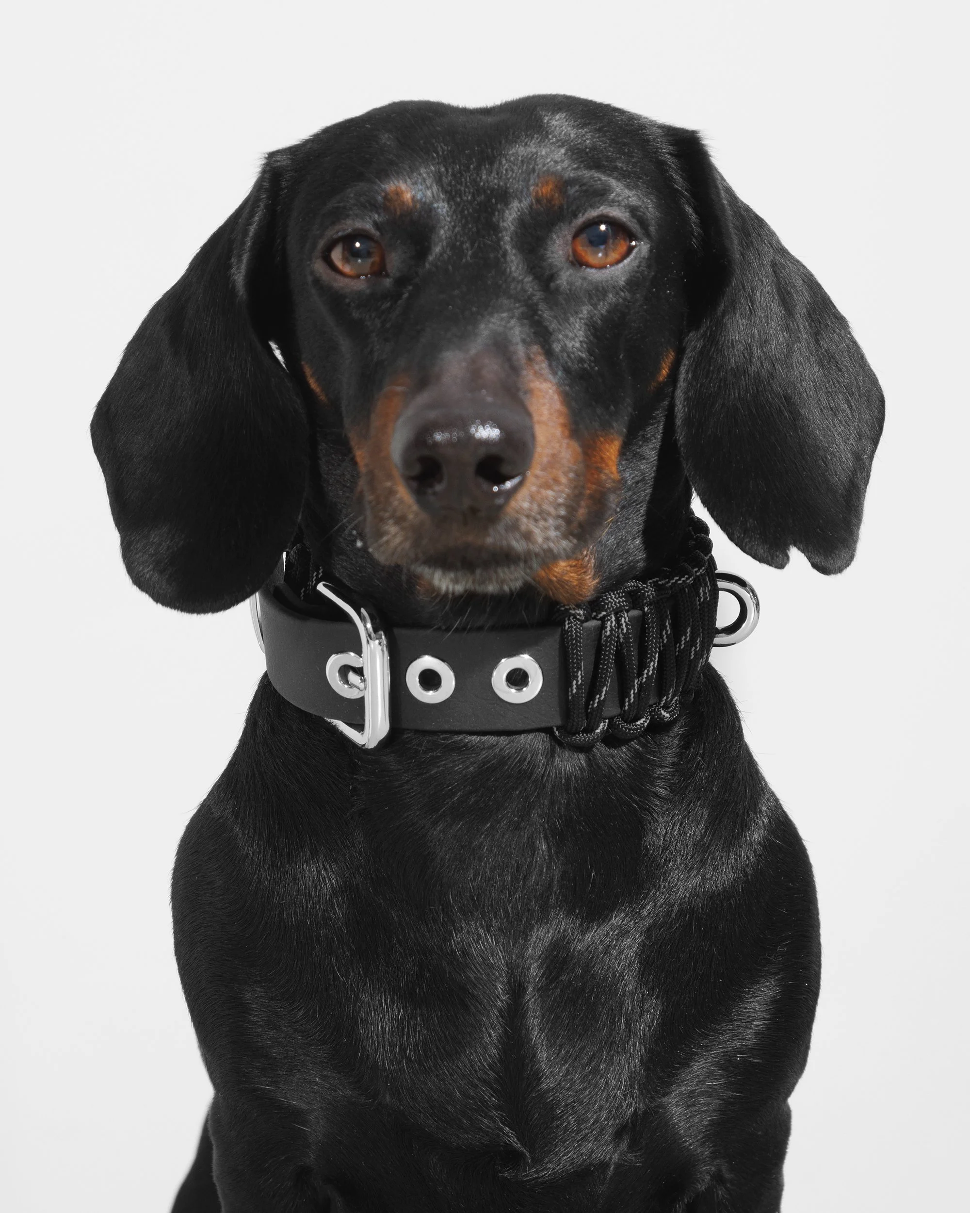 BOLD COLLAR in Baby Blue — VALKA KUKUR Modern sophsticated leashes